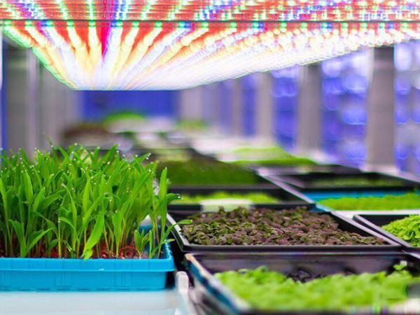 Your diverse connection options for LED plant light, LED grow light